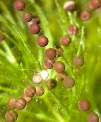 Gulf Coast toad eggs