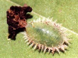 tortoise beetle larva