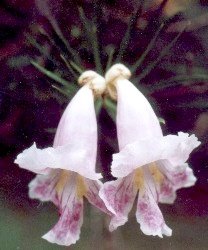 desert willow blossoms