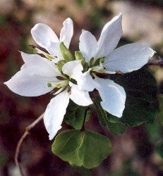 Anacacho orchid tree blossoms