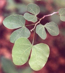 Anacacho orchid tree leaves