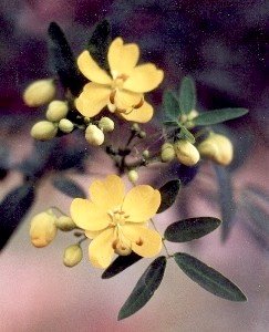 senna blossoms