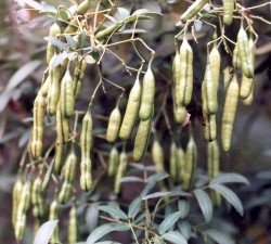 senna seed pods