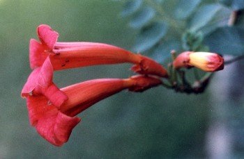 trumpet creeper blossoms