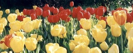 tulips