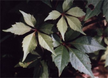 Virginia creeper