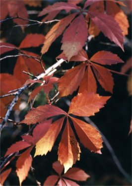 Virginia creeper in the fall