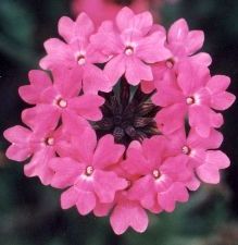 pink garden verbena