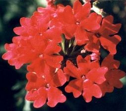 red garden verbena