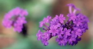 sandpaper verbena