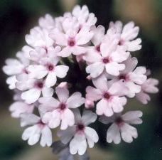 white garden verbena