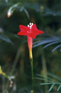 cypress vine