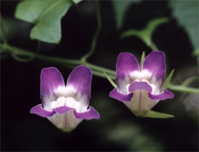 snapdragon vine