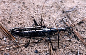Florida walking sticks mating