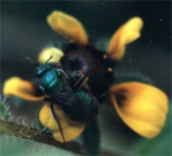 cuckoo wasp on brown-eyed Susan blossom