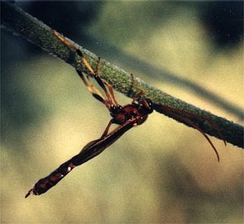 solitary wasp