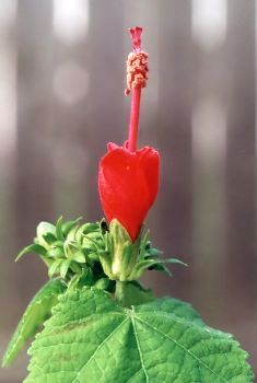 wax mallow buds and blossom