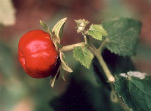 wax mallow fruit