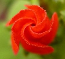 wax mallow blossom viewed from top