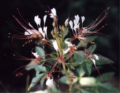 clammyweed blossoms