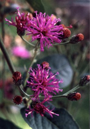 ironweed