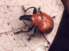 oak leaf roll weevil