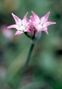 wild garlic blossoms