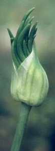 wild onion flower head with sprouting bulbs