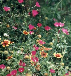 wine-cups and gaillardia, or Indian blanket