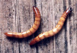 wireworms