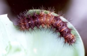 young woolly bear caterpillar