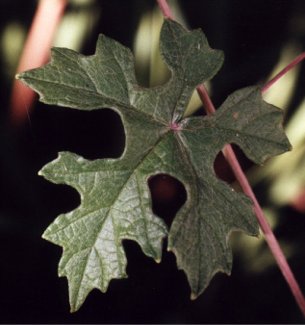 mustang grape vine