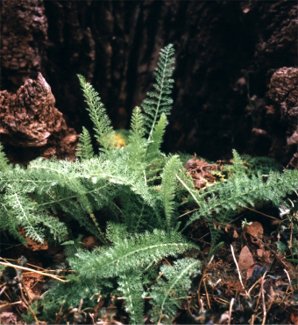 yarrow