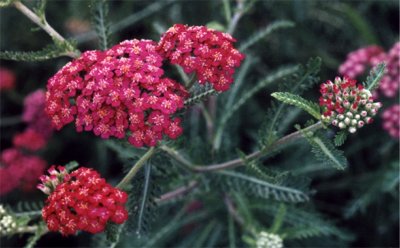 yarrow blossoms