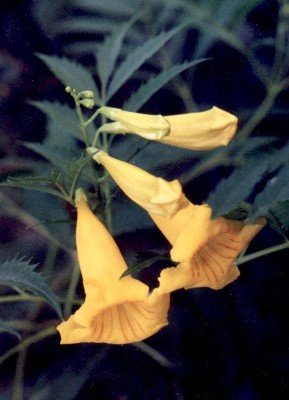 yellow bells