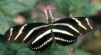 zebra butterfly