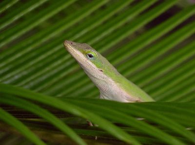 green anole