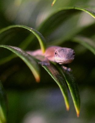 green anole