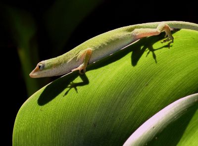 green anole