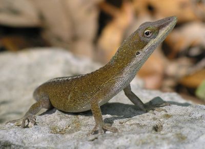 green anole