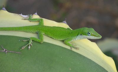 green anole