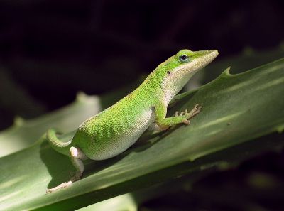 green anole