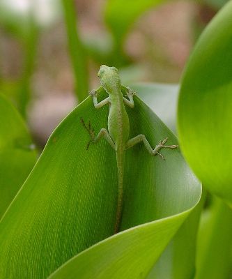 green anole