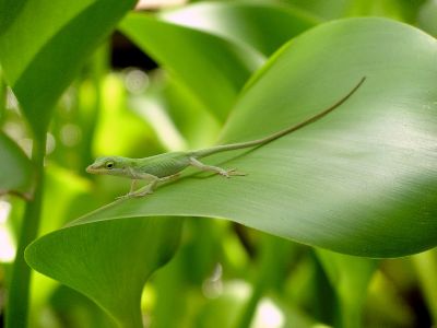 green anole