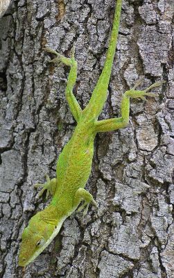 green anole