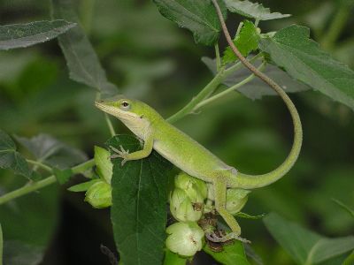 green anole