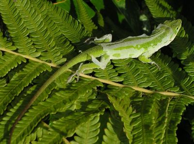 green anole molting