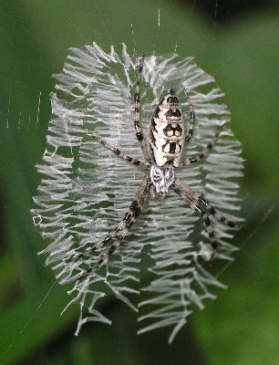 young female argiope