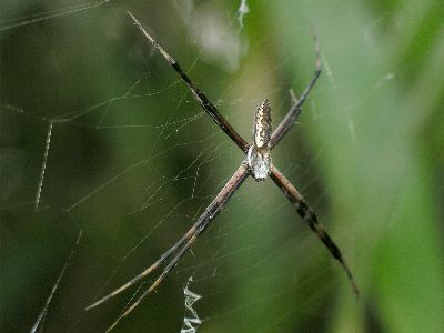 male argiope