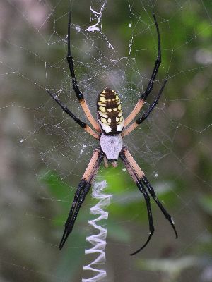 Larvalbug Eye Free Nature Photographs Black And Yellow Argiope